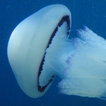 avatar HyruleRian