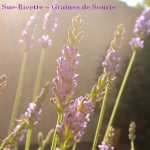 avatar Sue-Ricette