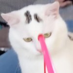 avatar Tinouch