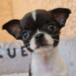 avatar Petitchihuahua