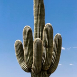 avatar le_cactus