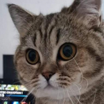 avatar Truklaa