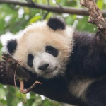 avatar Virginie Panda