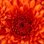 avatar Neia