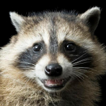 avatar Raccoon