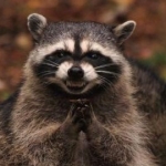 avatar OhRockyRacoon