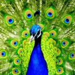 avatar James_Caron