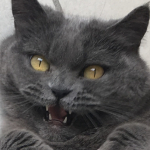 avatar Zarcane