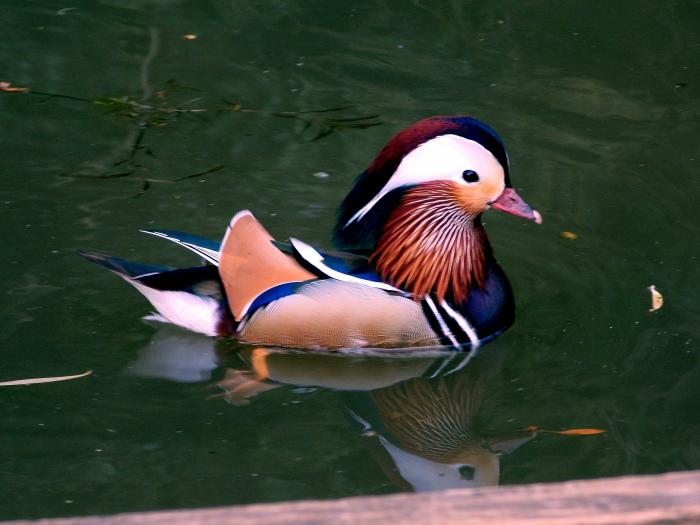 avatar ChevalierCanard