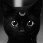 avatar NanouBulle