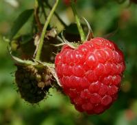 avatar Framboise26