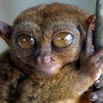 avatar tarsier69