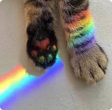 avatar Le Chat Imaginaire