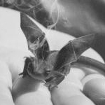 avatar TheImaginaryDragon
