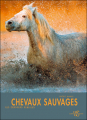 Couverture Chevaux sauvages : Les derniers rebelles Editions White Star 2009