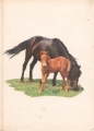 Couverture Les cosaques Editions Cercle du bibliophile 1863