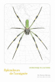 Couverture Splendeurs de l'araignée Editions Klincksieck 2018